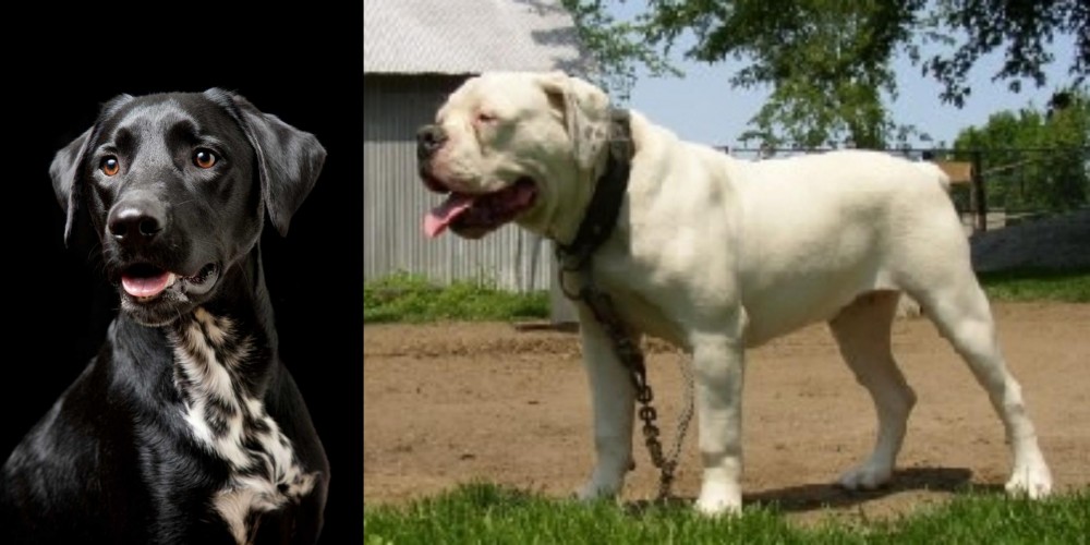 Hermes Bulldogge vs Dalmador - Breed Comparison