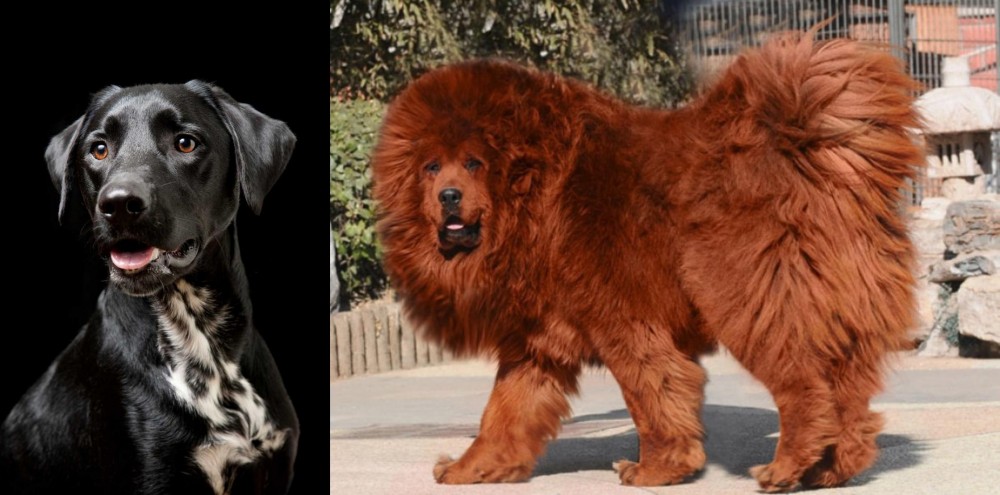Himalayan Mastiff vs Dalmador - Breed Comparison