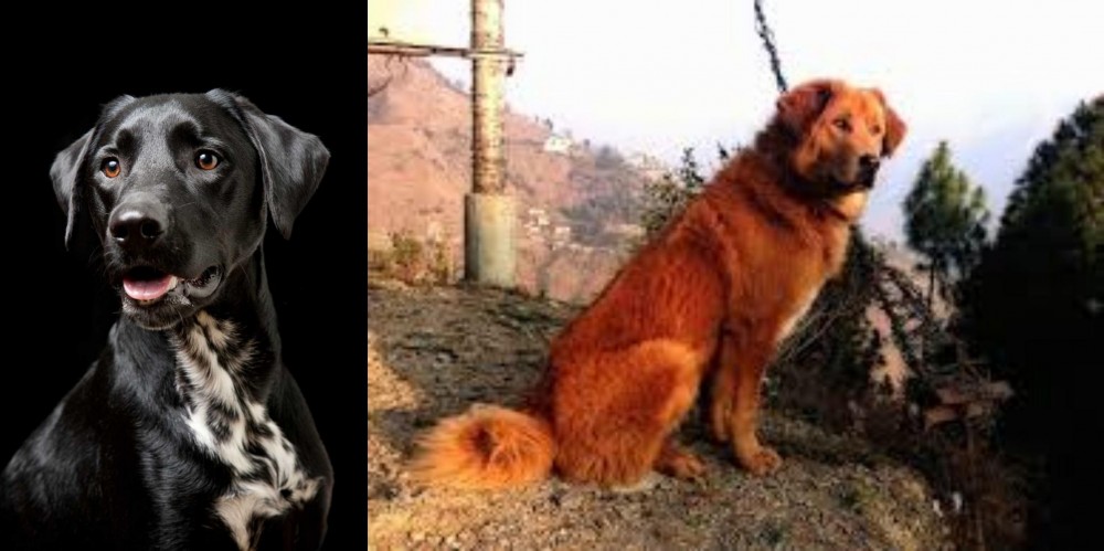 Himalayan Sheepdog vs Dalmador - Breed Comparison