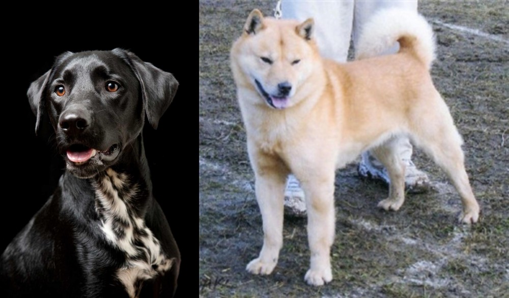 Hokkaido vs Dalmador - Breed Comparison