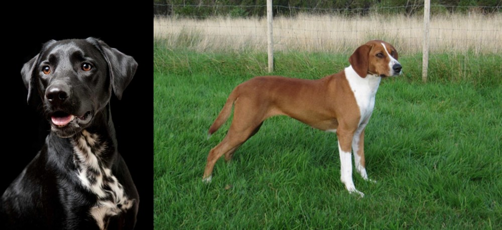 Hygenhund vs Dalmador - Breed Comparison