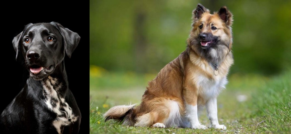 Icelandic Sheepdog vs Dalmador - Breed Comparison