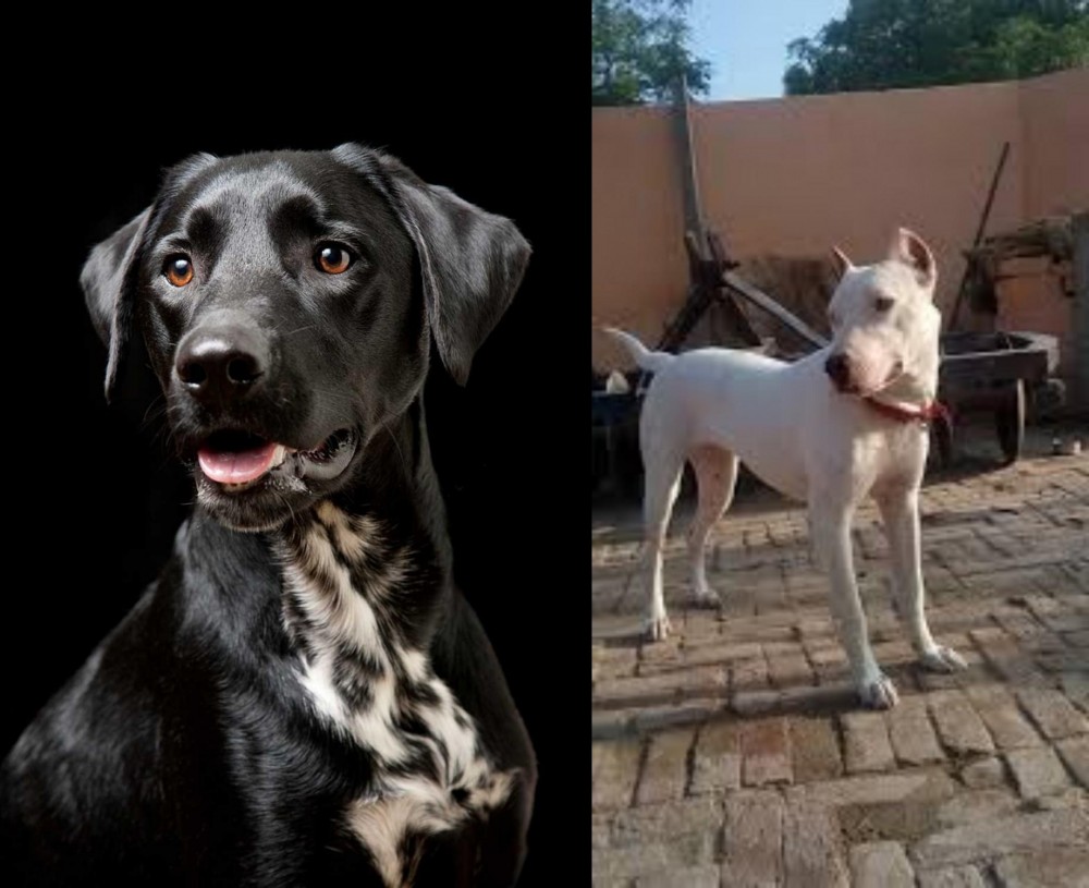 Indian Bull Terrier vs Dalmador - Breed Comparison