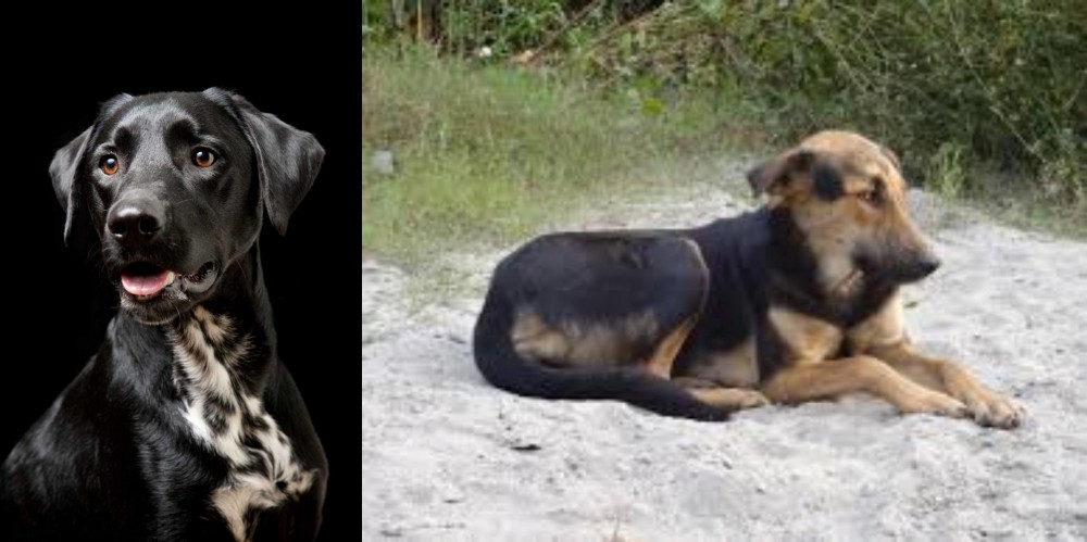 Indian Pariah Dog vs Dalmador - Breed Comparison
