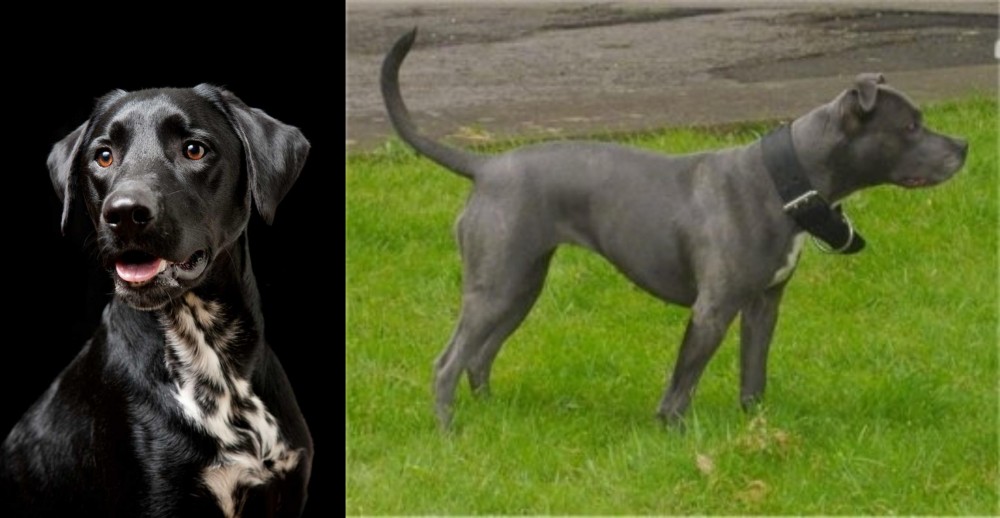 Irish Bull Terrier vs Dalmador - Breed Comparison