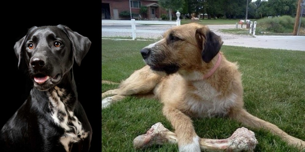 Irish Mastiff Hound vs Dalmador - Breed Comparison