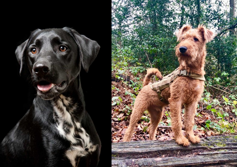 Irish Terrier vs Dalmador - Breed Comparison