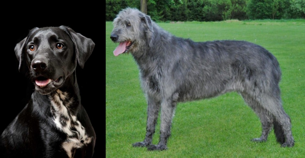 Irish Wolfhound vs Dalmador - Breed Comparison