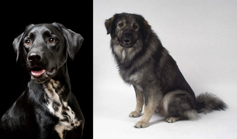 Istrian Sheepdog vs Dalmador - Breed Comparison