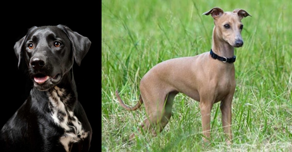 Italian Greyhound vs Dalmador - Breed Comparison