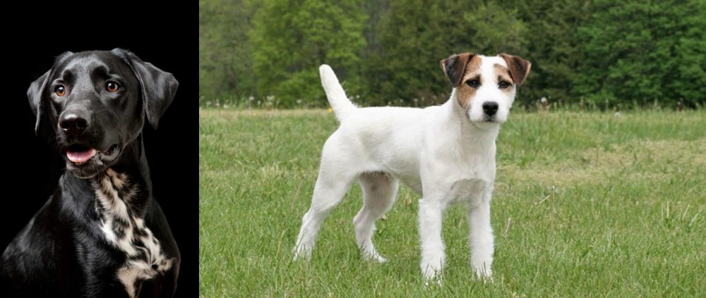 Jack Russell Terrier vs Dalmador - Breed Comparison