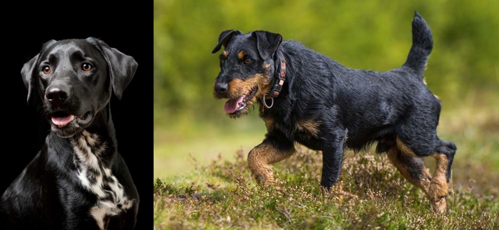 Jagdterrier vs Dalmador - Breed Comparison