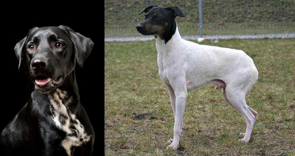 Japanese Terrier vs Dalmador - Breed Comparison