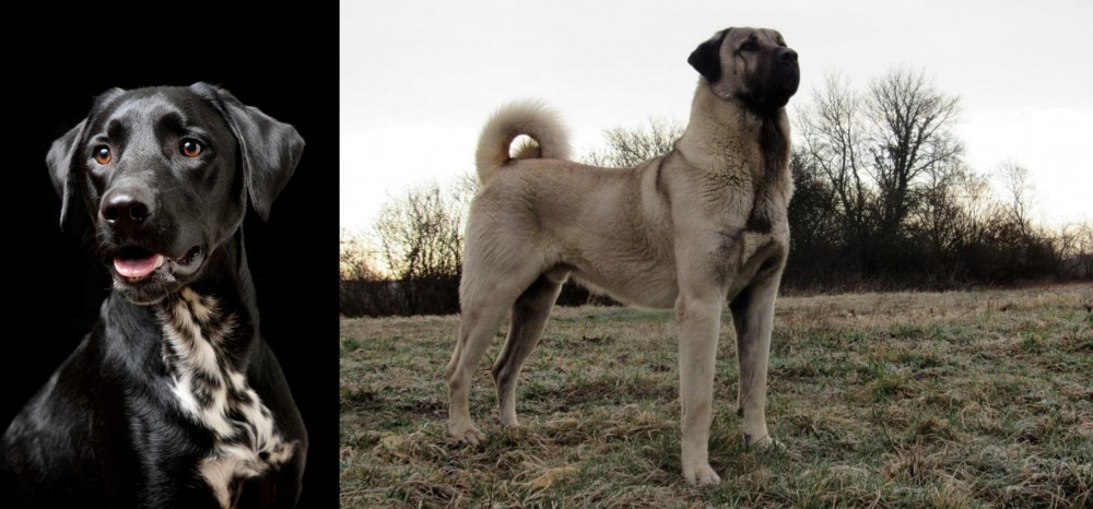 Kangal Dog vs Dalmador - Breed Comparison
