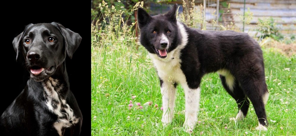 Karelian Bear Dog vs Dalmador - Breed Comparison