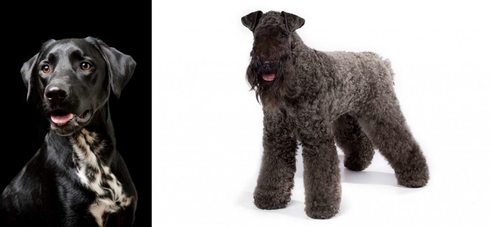 Kerry Blue Terrier vs Dalmador - Breed Comparison