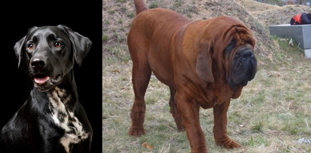 Korean Mastiff vs Dalmador - Breed Comparison