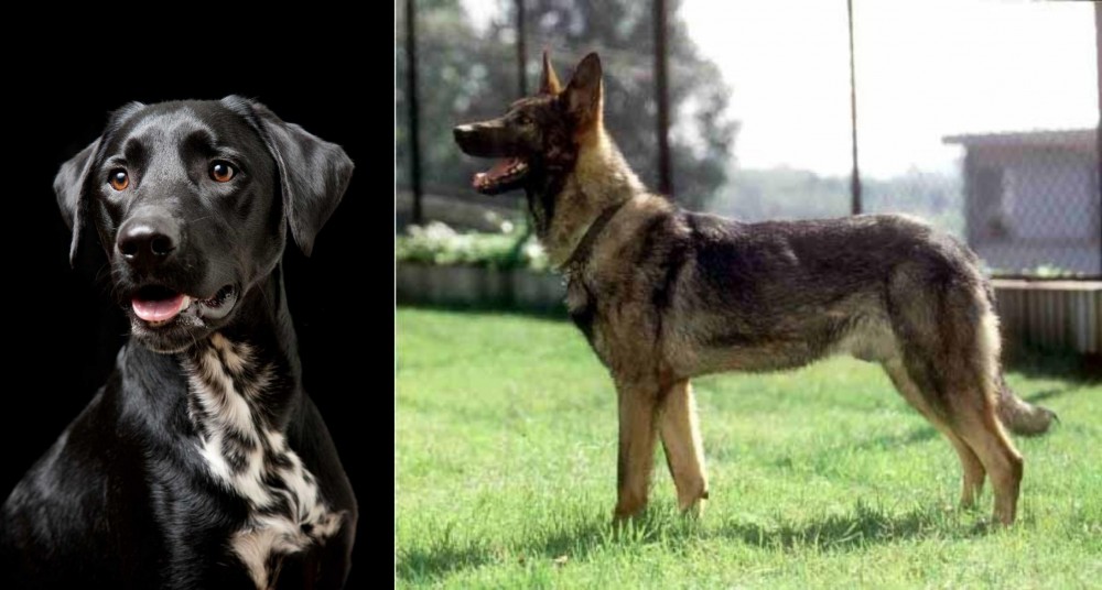 Kunming Dog vs Dalmador - Breed Comparison
