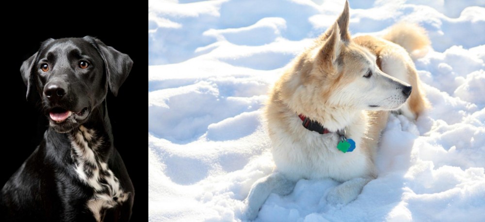 Labrador Husky vs Dalmador - Breed Comparison