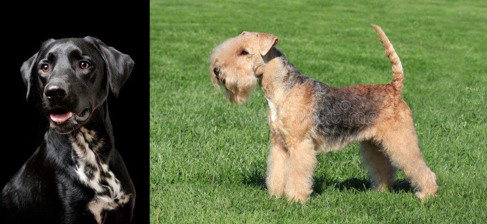 Lakeland Terrier vs Dalmador - Breed Comparison