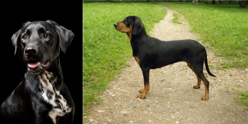 Latvian Hound vs Dalmador - Breed Comparison