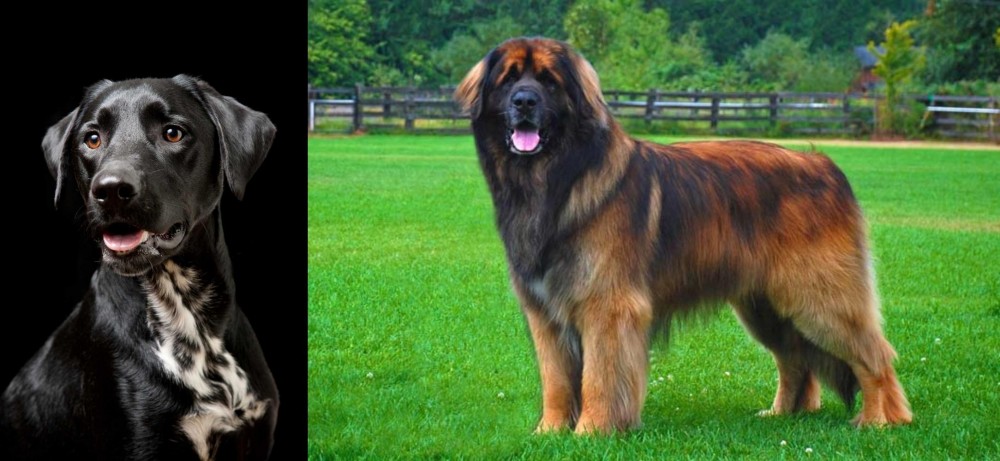 Leonberger vs Dalmador - Breed Comparison
