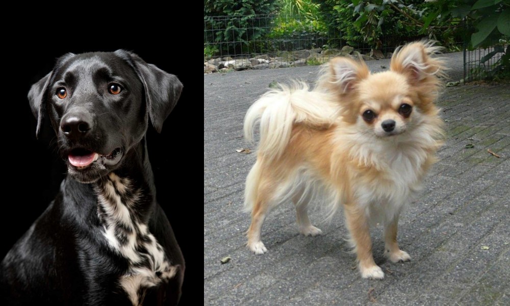 Long Haired Chihuahua vs Dalmador - Breed Comparison