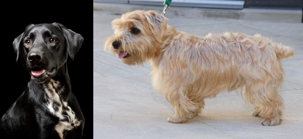 Lucas Terrier vs Dalmador - Breed Comparison