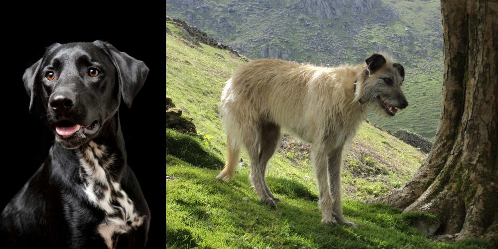 Lurcher vs Dalmador - Breed Comparison