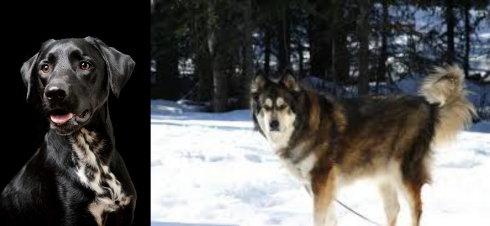 Mackenzie River Husky vs Dalmador - Breed Comparison