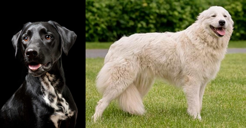 Maremma Sheepdog vs Dalmador - Breed Comparison