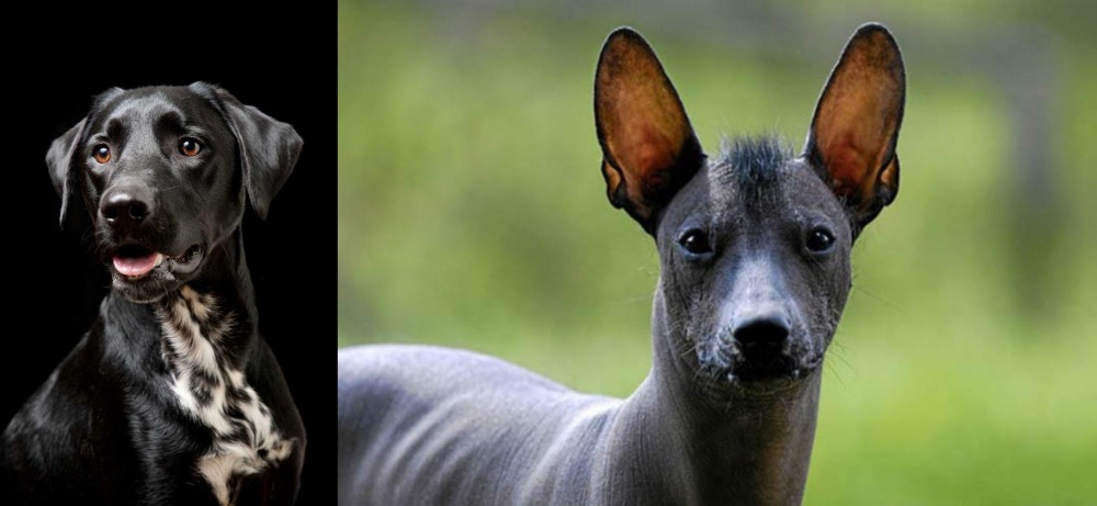 Mexican Hairless vs Dalmador - Breed Comparison