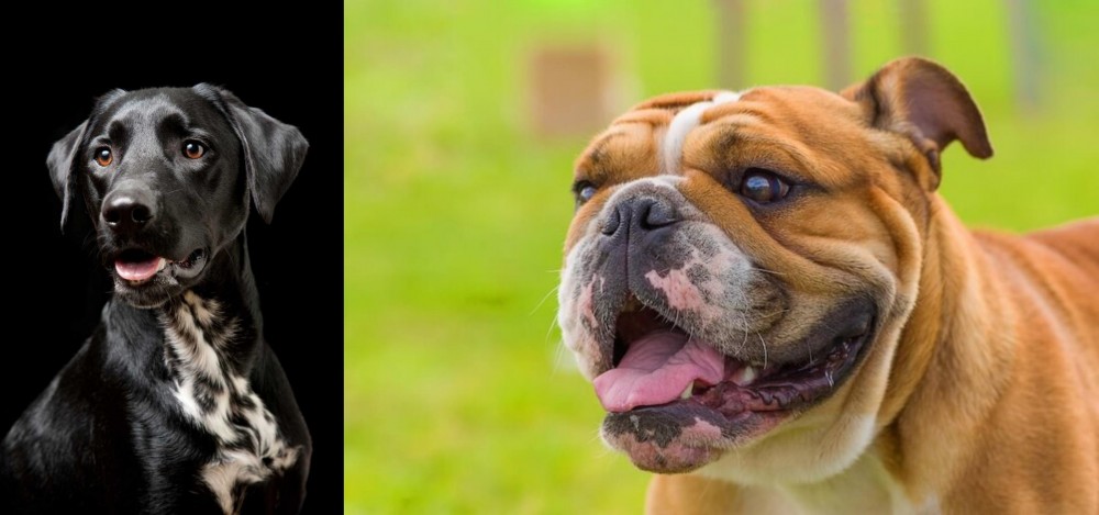 Miniature English Bulldog vs Dalmador - Breed Comparison