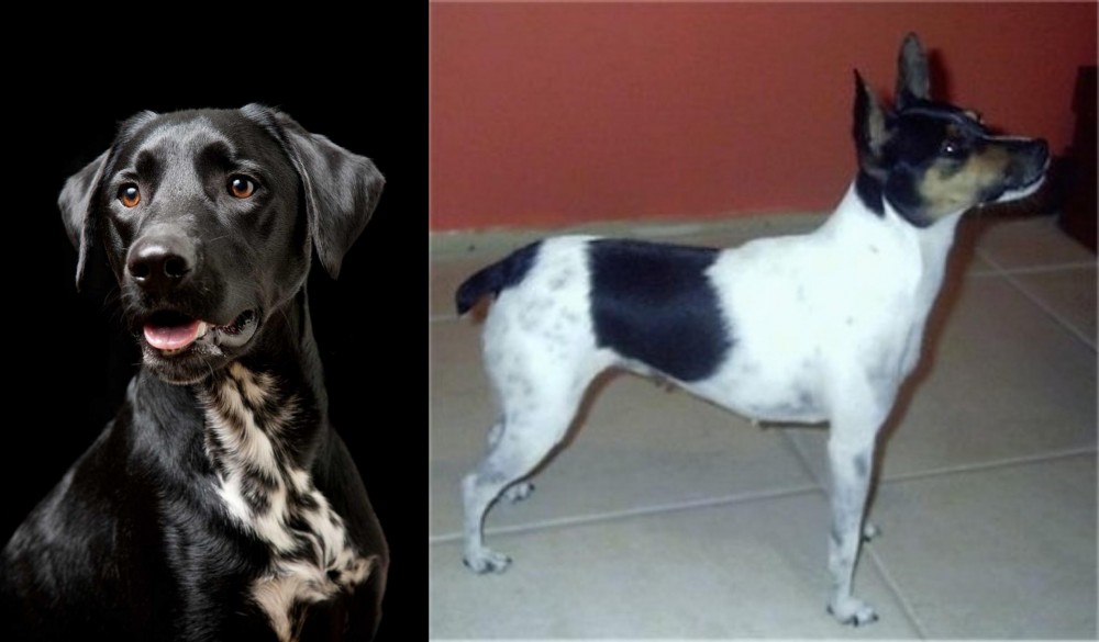 Miniature Fox Terrier vs Dalmador - Breed Comparison