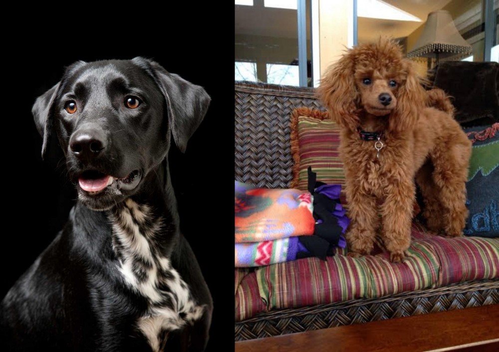 Miniature Poodle vs Dalmador - Breed Comparison