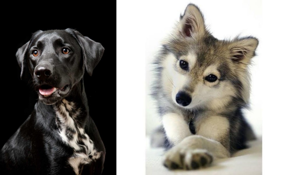 Miniature Siberian Husky vs Dalmador - Breed Comparison