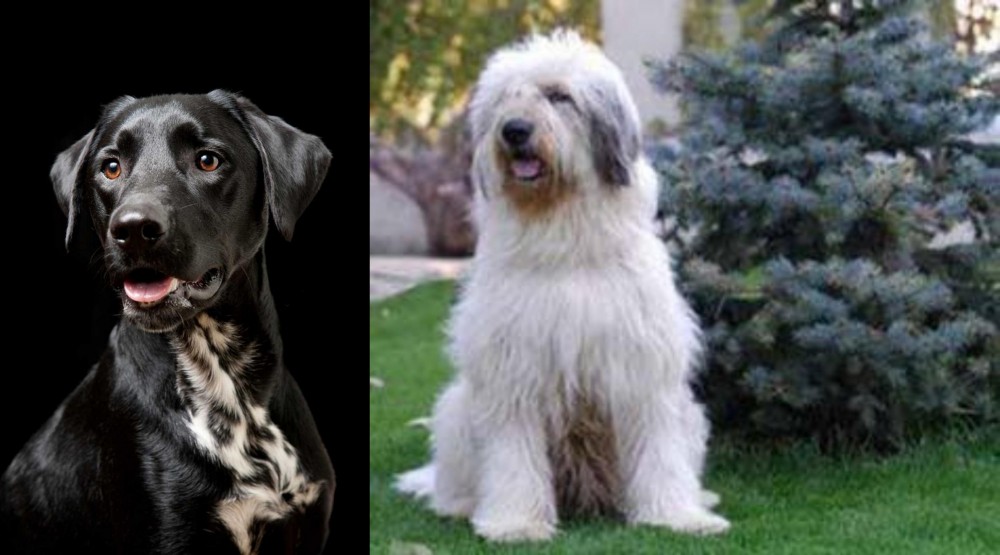 Mioritic Sheepdog vs Dalmador - Breed Comparison