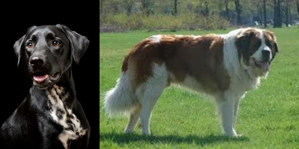 Moscow Watchdog vs Dalmador - Breed Comparison