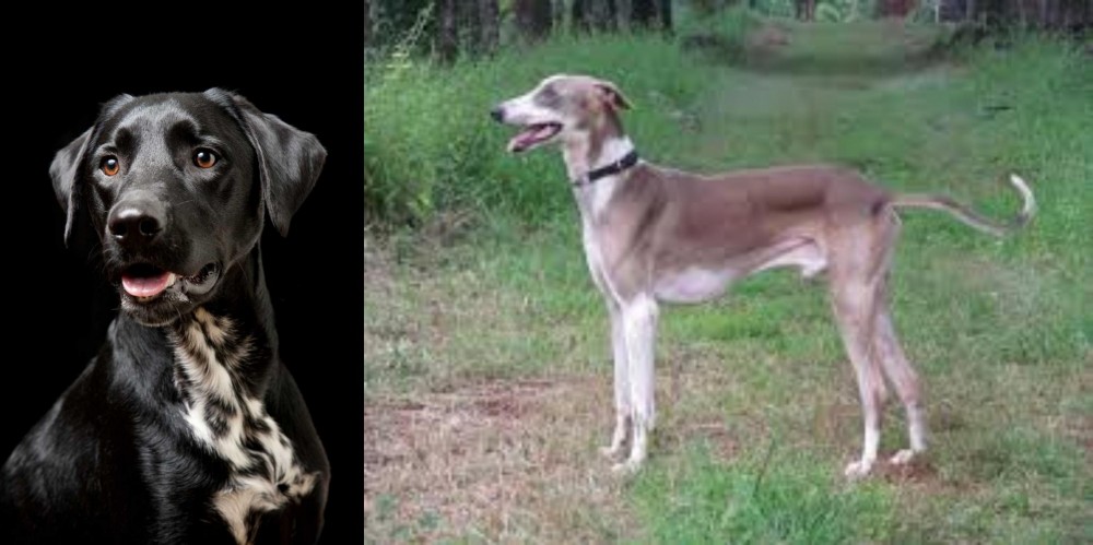 Mudhol Hound vs Dalmador - Breed Comparison