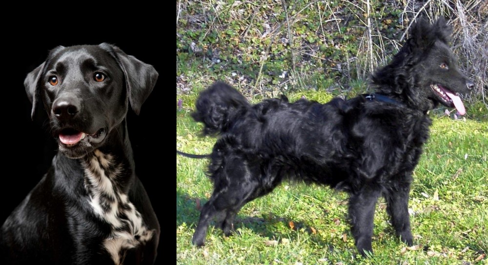 Mudi vs Dalmador - Breed Comparison