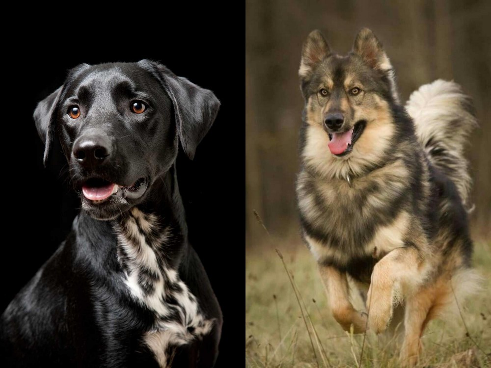 Native American Indian Dog vs Dalmador - Breed Comparison