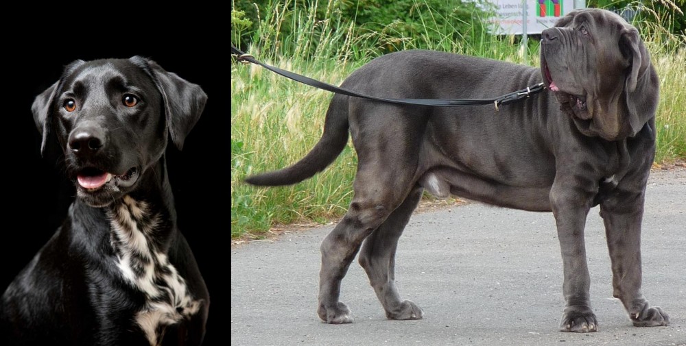 Neapolitan Mastiff vs Dalmador - Breed Comparison