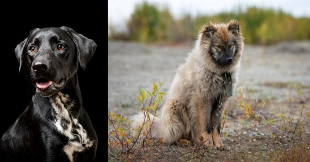 Nenets Herding Laika vs Dalmador - Breed Comparison