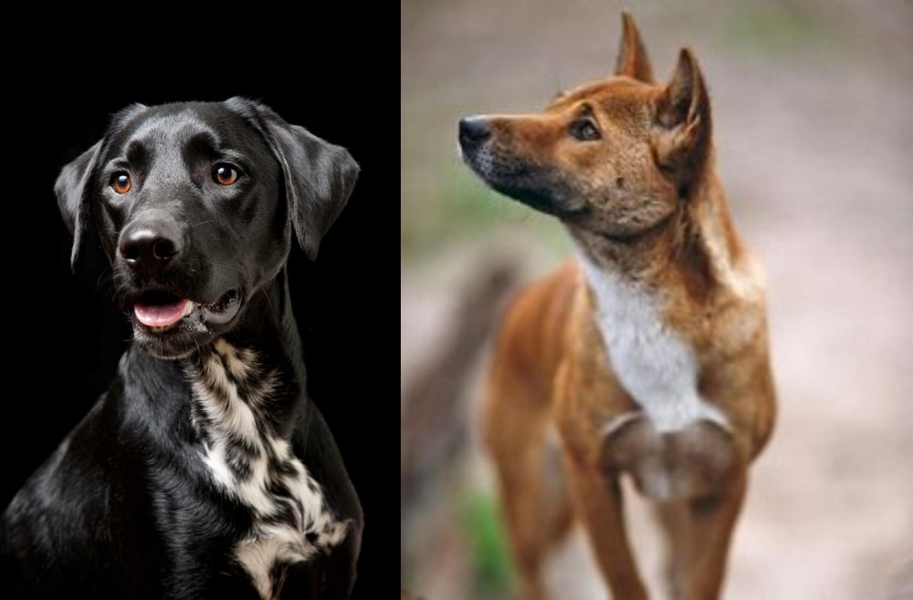 New Guinea Singing Dog vs Dalmador - Breed Comparison