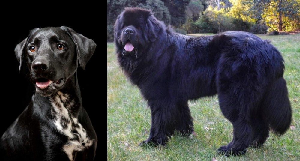 Newfoundland Dog vs Dalmador - Breed Comparison