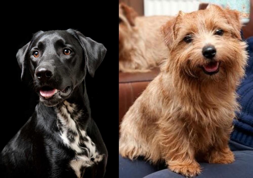 Norfolk Terrier vs Dalmador - Breed Comparison