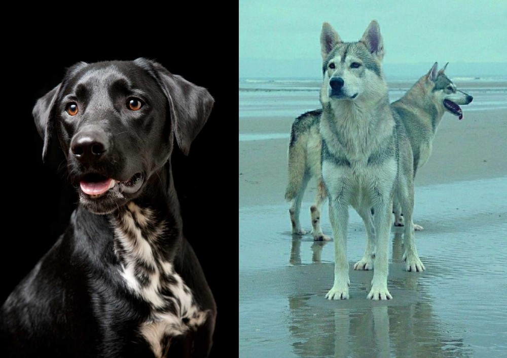 Northern Inuit Dog vs Dalmador - Breed Comparison