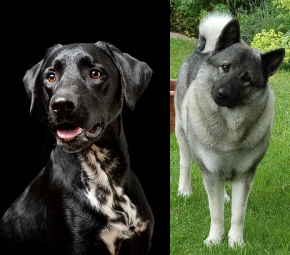 Norwegian Elkhound vs Dalmador - Breed Comparison