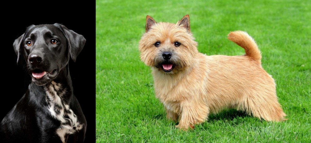 Norwich Terrier vs Dalmador - Breed Comparison