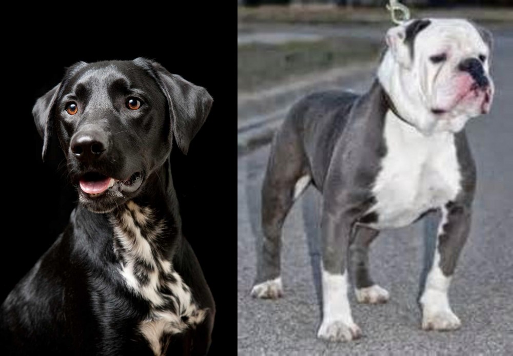 Old English Bulldog vs Dalmador - Breed Comparison